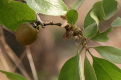 Diospyros melanoxylon